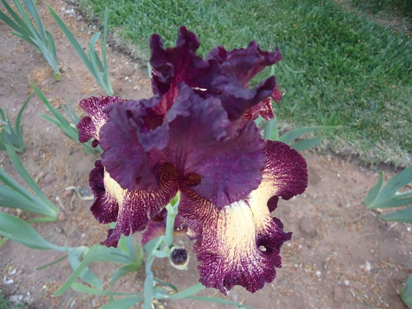 iris